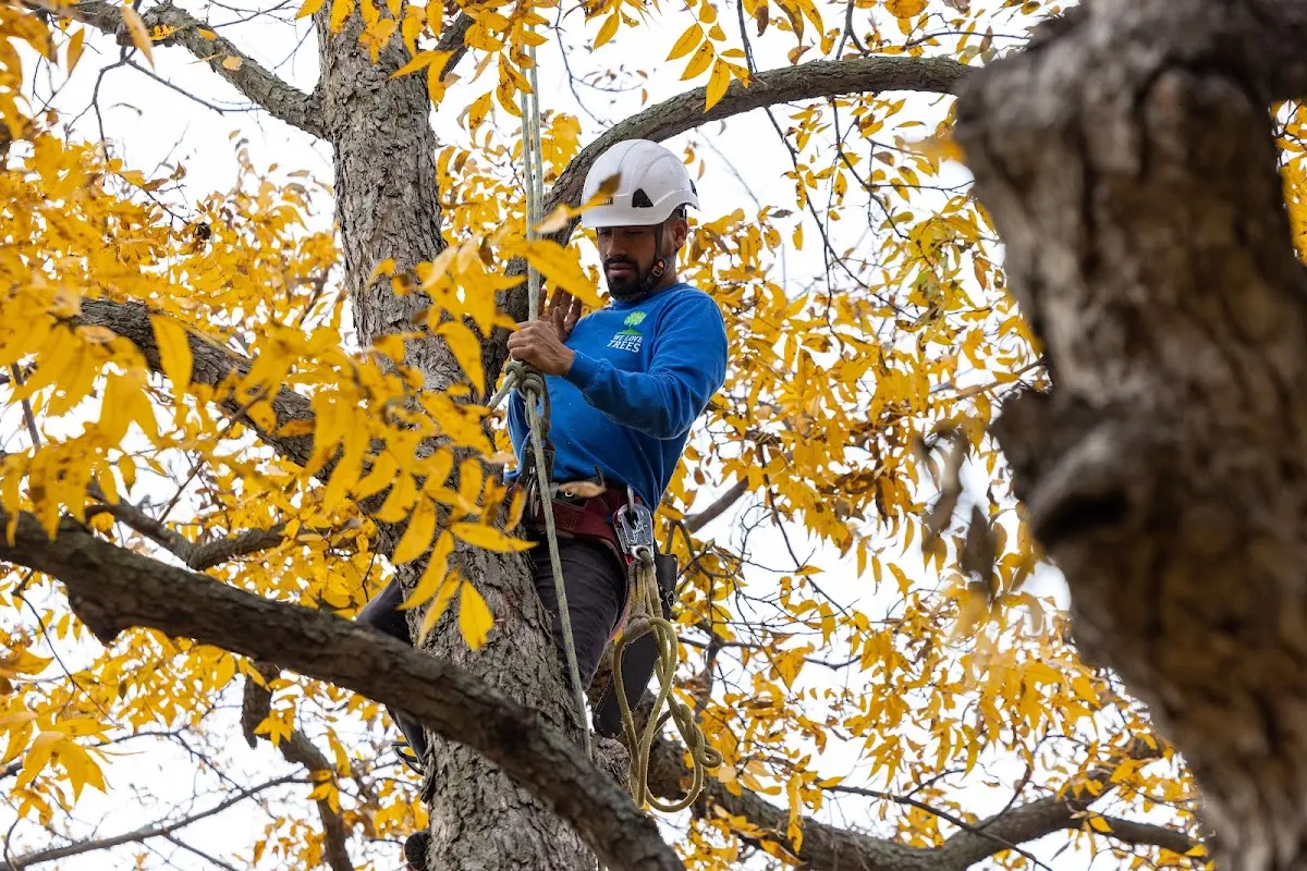 Skilled Tree Transplanting crew working in Branson